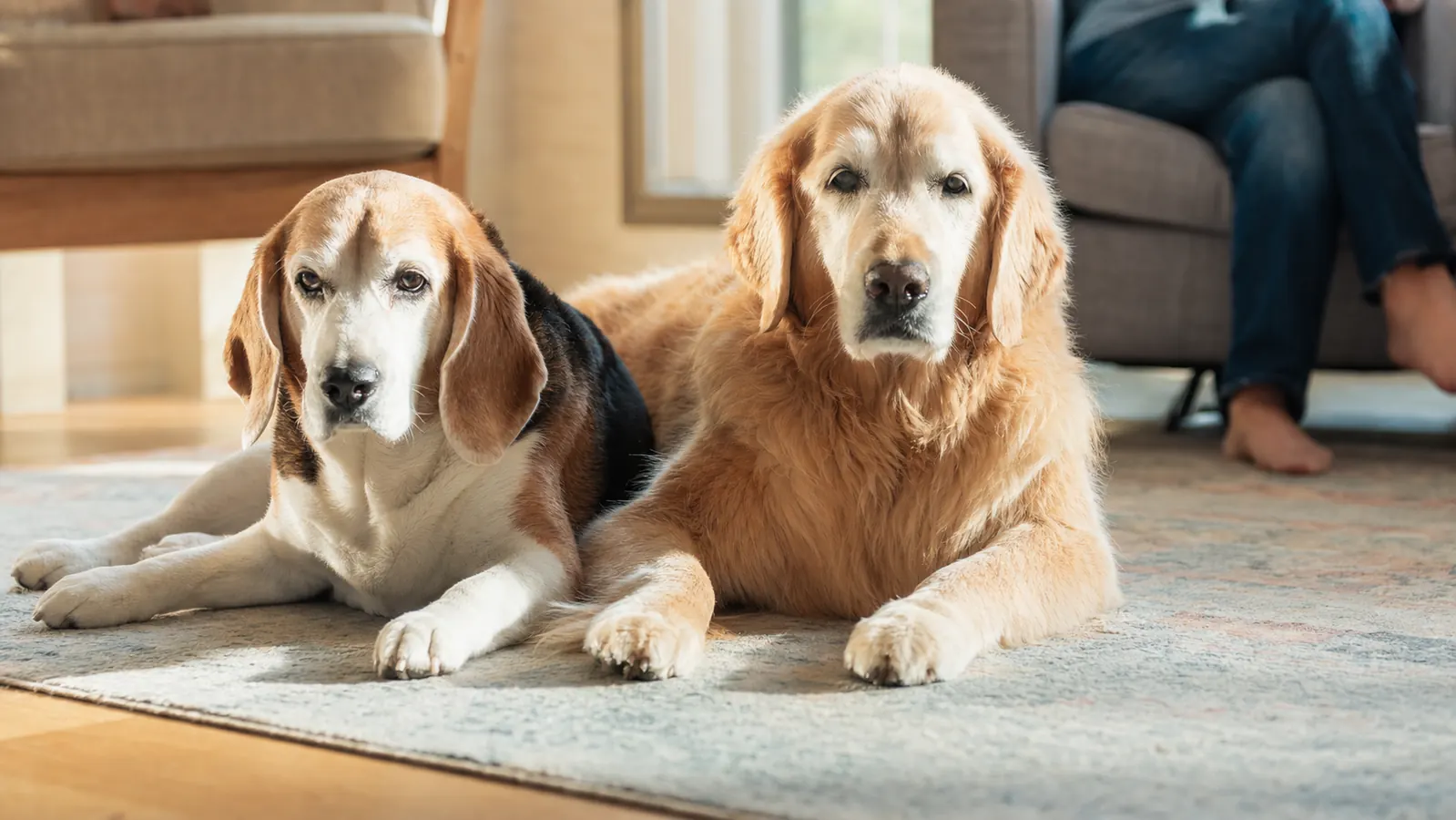 Senior mixed-breed dog walking slowly on a neighborhood sidewalk beside its owner